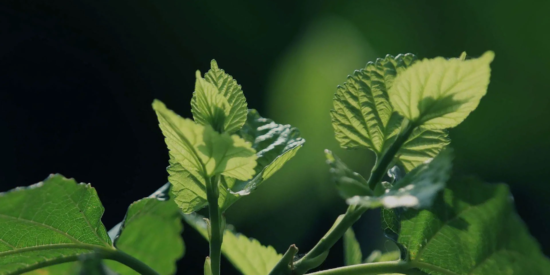 立博 - Ladbrokes(中国区)官方网站